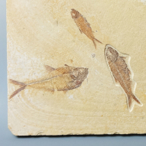 魚の化石（Knightia/Diplomystus）｜化石販売・鉱物販売の東京サイエンス