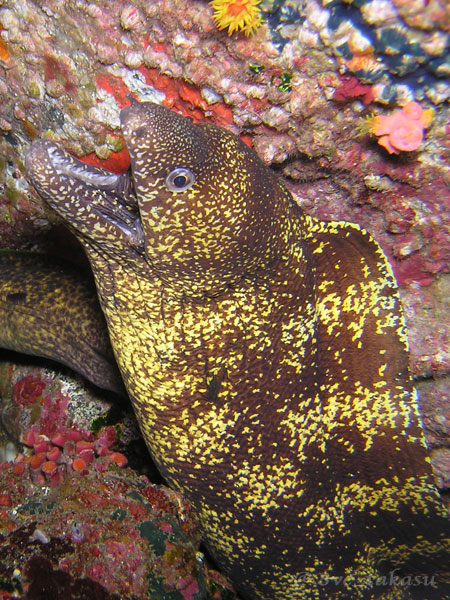 ウツボ｜公園へ行こう！