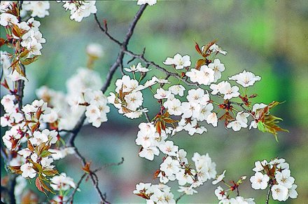 ヤマザクラ｜公園へ行こう！