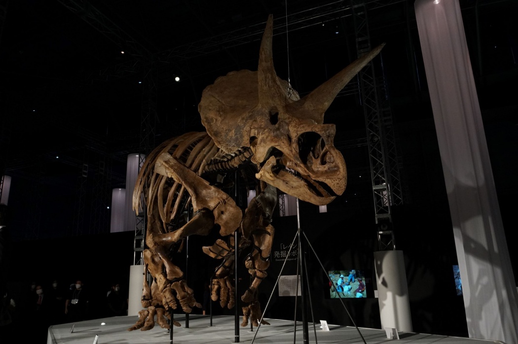 門外不出だった“奇跡のトリケラトプス”実物化石が初めて日本で展示