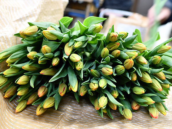 STAFF BLOG フルール