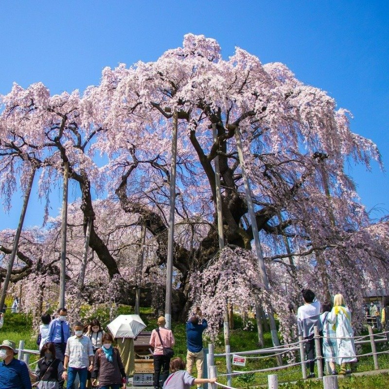 ジパング倶楽部編集部厳選！一度は見たい桜の名木｜ジパング倶楽部旬の