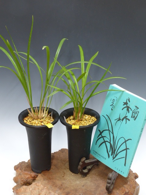 寒蘭初心者用セット｜寒蘭/山野草販売【東美園】