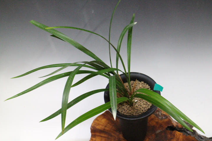 No:5155日向の誉 - 寒蘭/山野草販売【東美園】