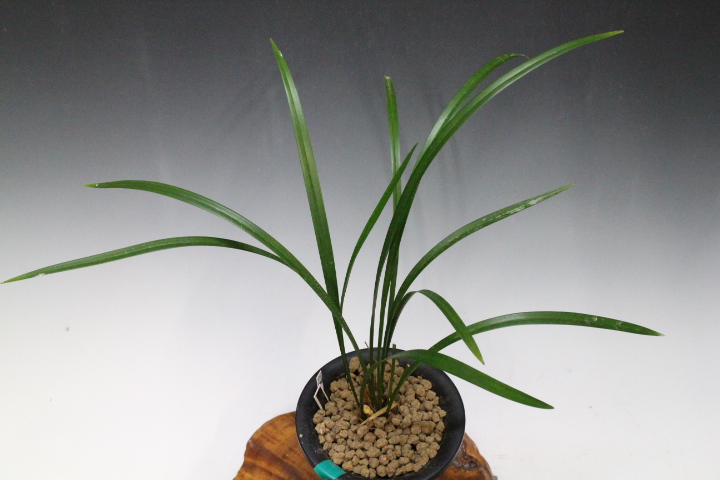 No:5536四万十川の誉 - 寒蘭/山野草販売【東美園】