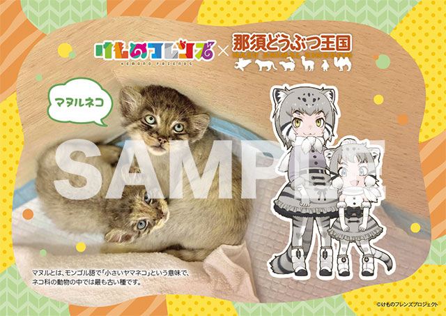 那須どうぶつ王国と「けものフレンズ」コラボ企画 「マヌルネコ」の