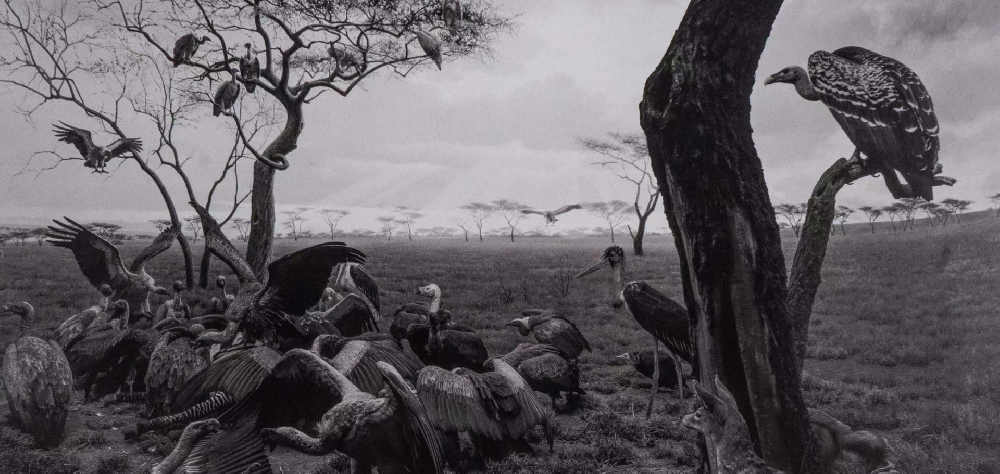 Hyena?Jackal?VultureHyena?Jackal?Vulture|杉本博司Hiroshi Sugimoto