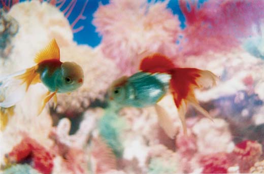 蜷川実花,Mika Ninagawa|@GALLERY TAGBOAT