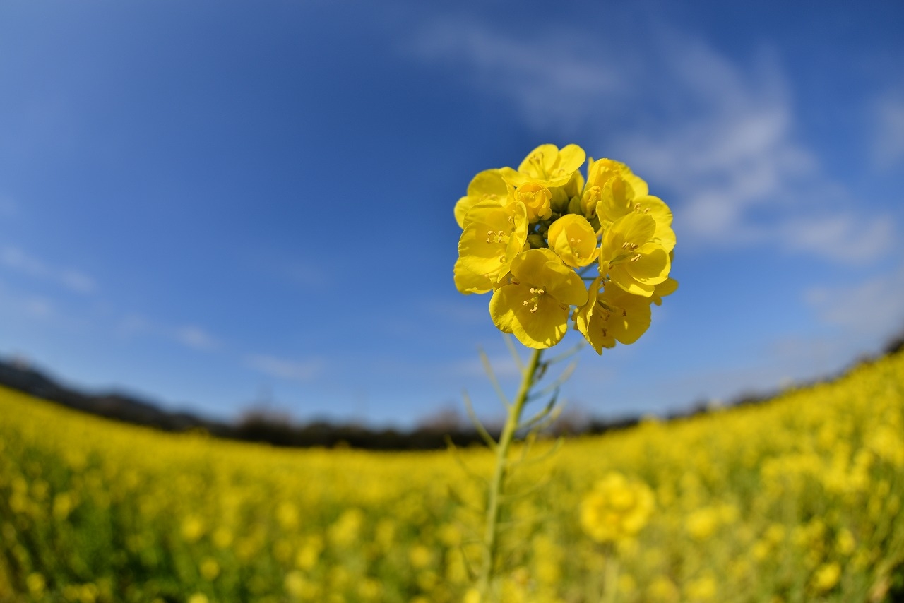 2026 渥美半島菜の花まつり 特設サイト | 渥美半島だより【一般社団