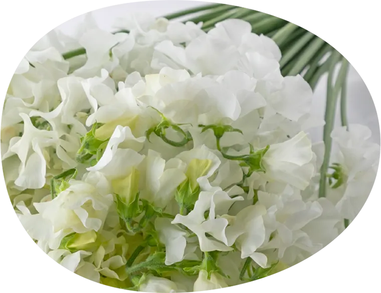 スイートピーの品種（アイボリー・白系） | 太陽農園 | 宮崎県日南市風