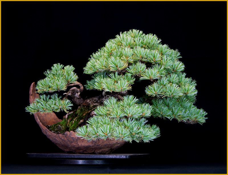 五葉松（削げ石鉢） - 米谷大蓉園