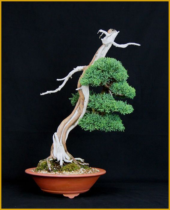 真柏（文人風斜幹）・特価品！！ - 米谷大蓉園