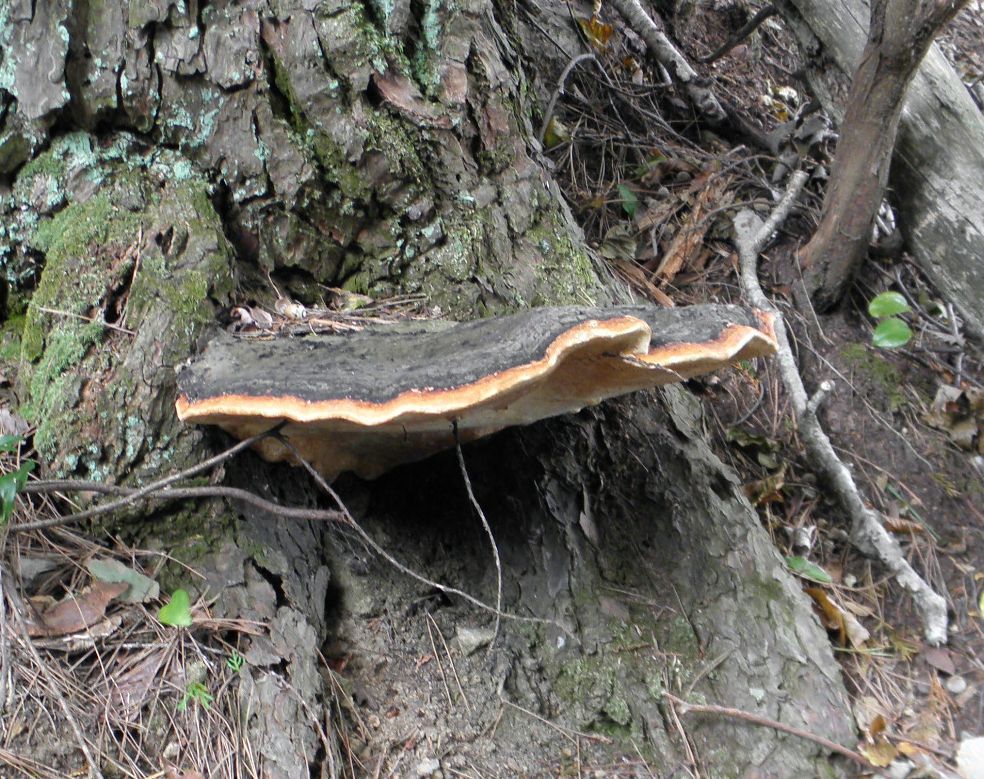 ツガサルノコシカケ | 但馬の情報発信ポータルサイト「但馬情報特急」