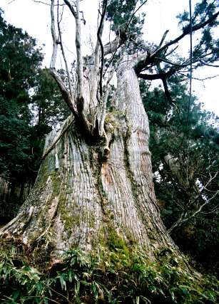 玉置神社の常立杉 | 巨樹｜樹の国・日本