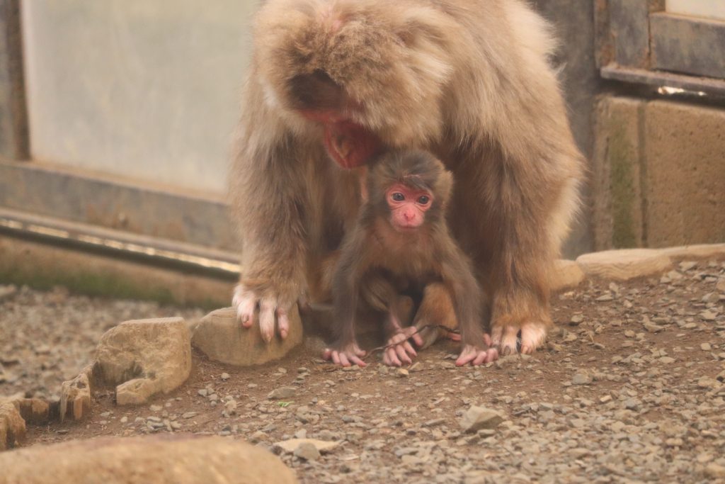 赤ちゃんが生まれました！（2023） | 高尾山さる園ブログ