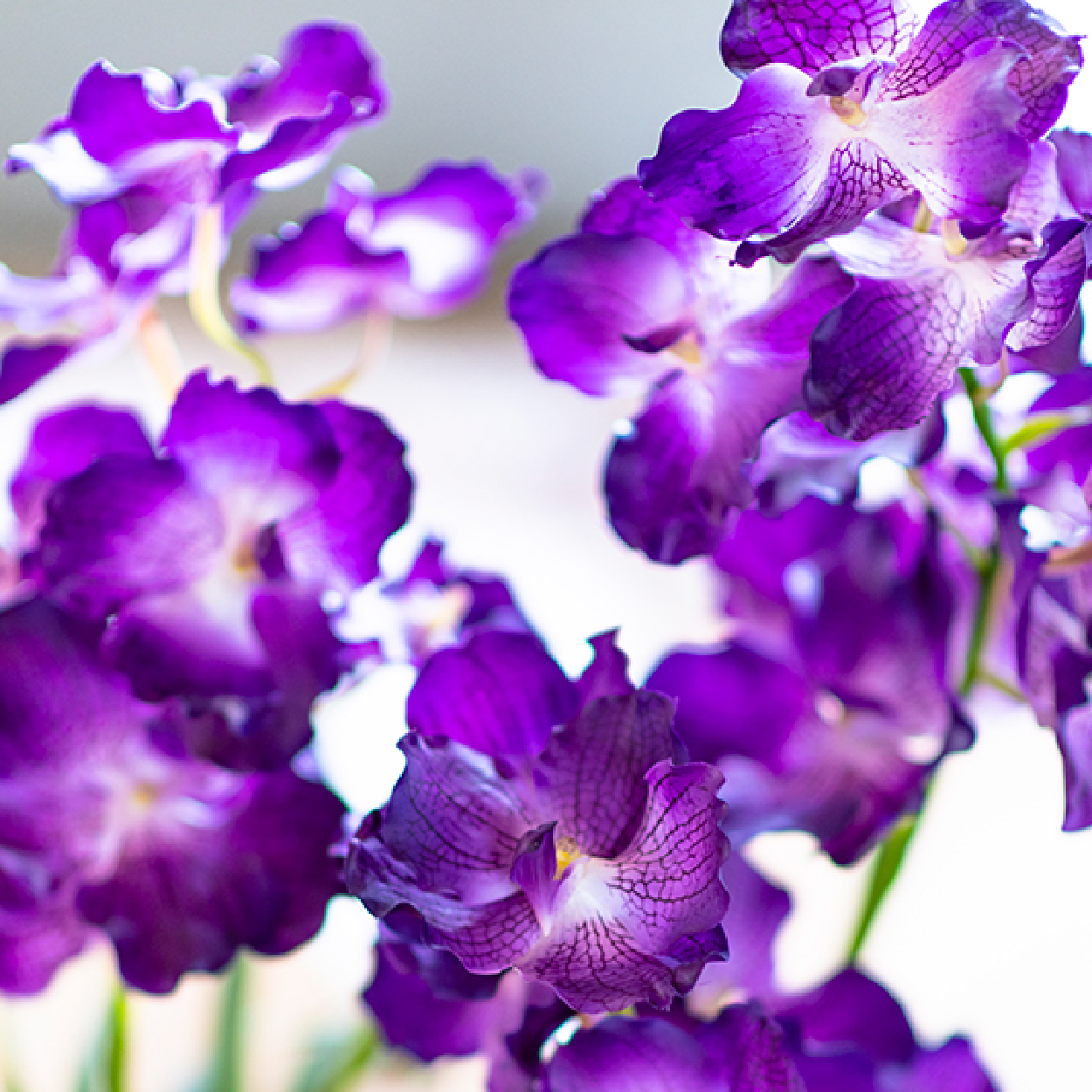 EMILIO ROBBA（エミリオ・ロバ） | リビング・ホビー・スポーツ