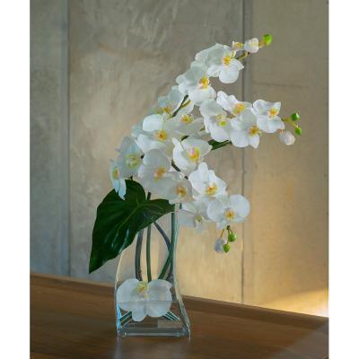 EMILIO ROBBA（エミリオ・ロバ） | ファレノプシス（胡蝶蘭