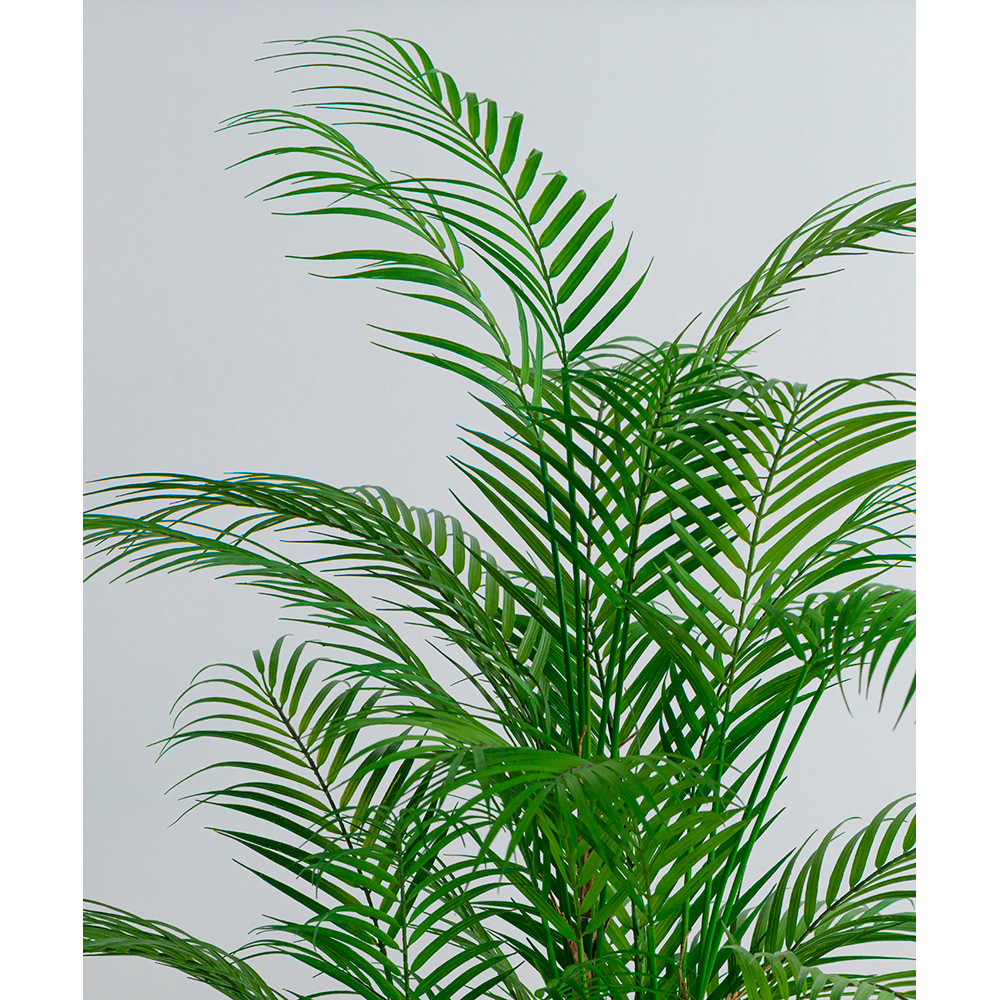 パーム | 商品詳細 | 高島屋オンラインストア