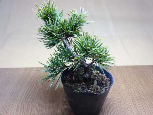 盆栽の販売通販（五葉松 茶臼(9)） 株式会社 原田園芸（原田園芸）