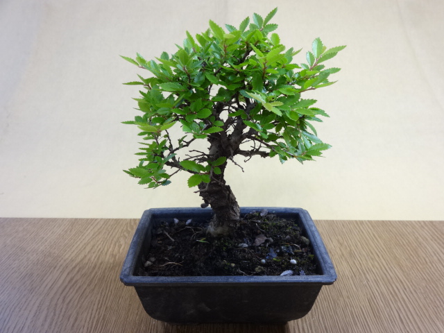 盆栽の販売通販（ニレケヤキ(4)） 株式会社 原田園芸（原田園芸）