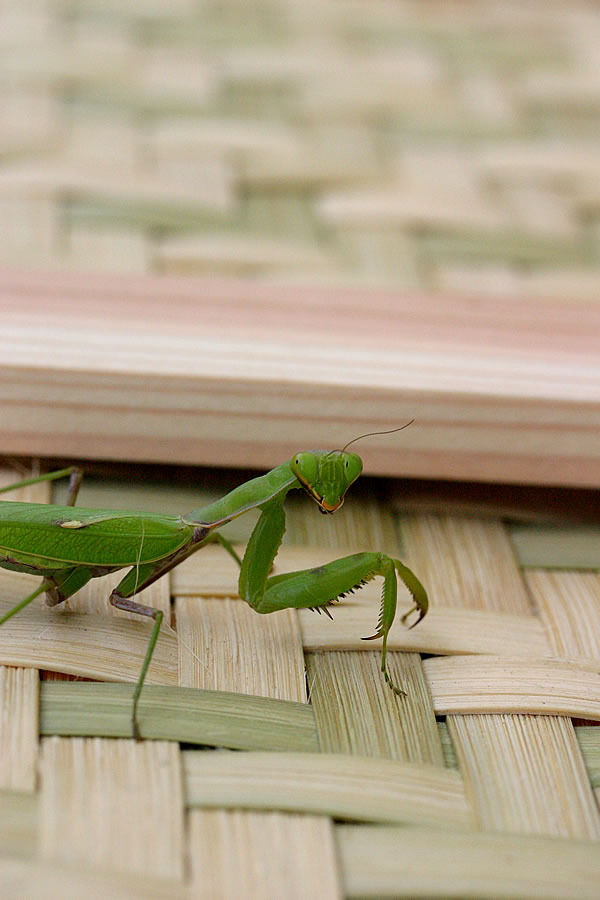 スーパーリアル！虎竹カマキリ - 竹虎四代目がゆく！