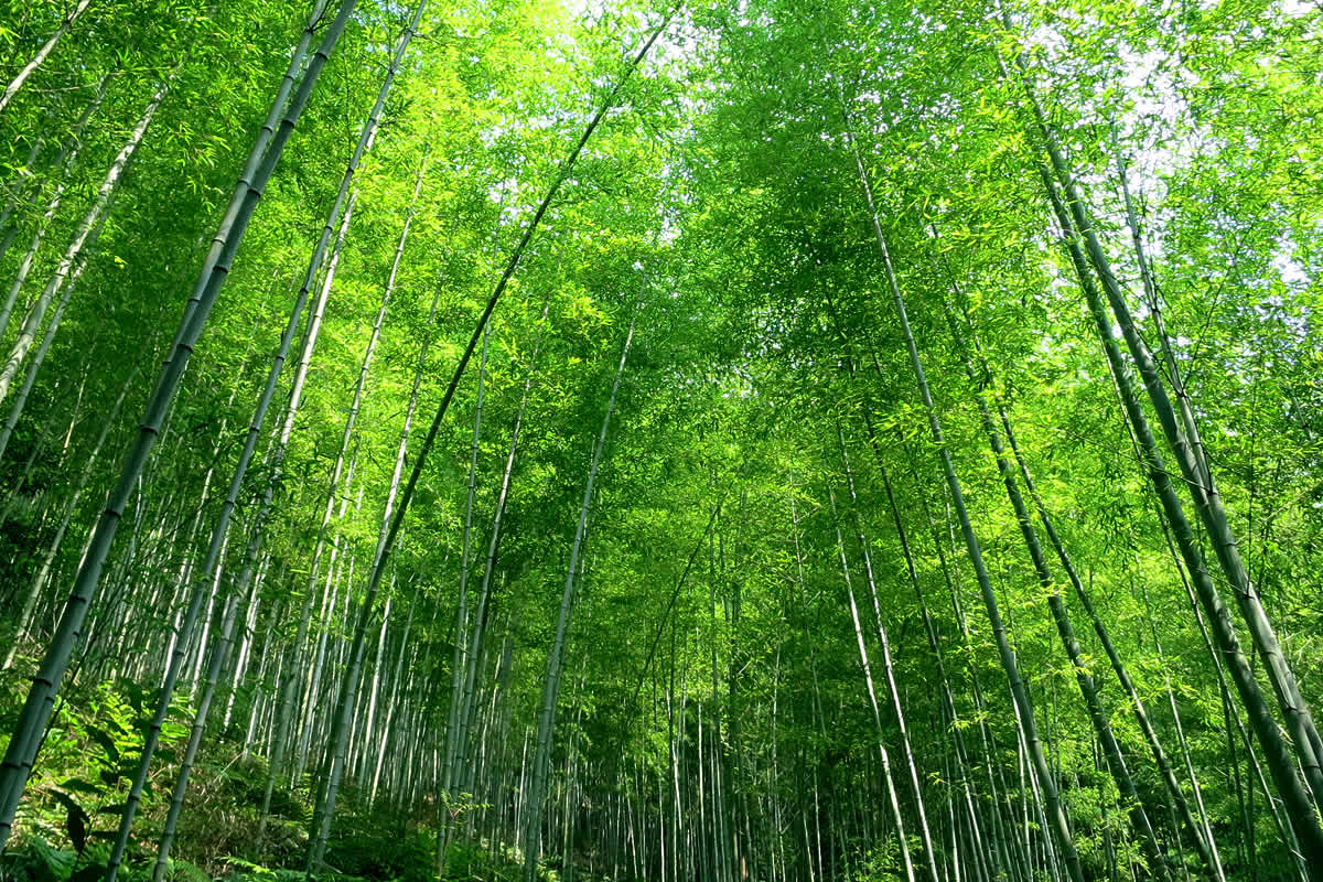 虎竹格子 2m8分 | 虎斑竹専門店 竹虎