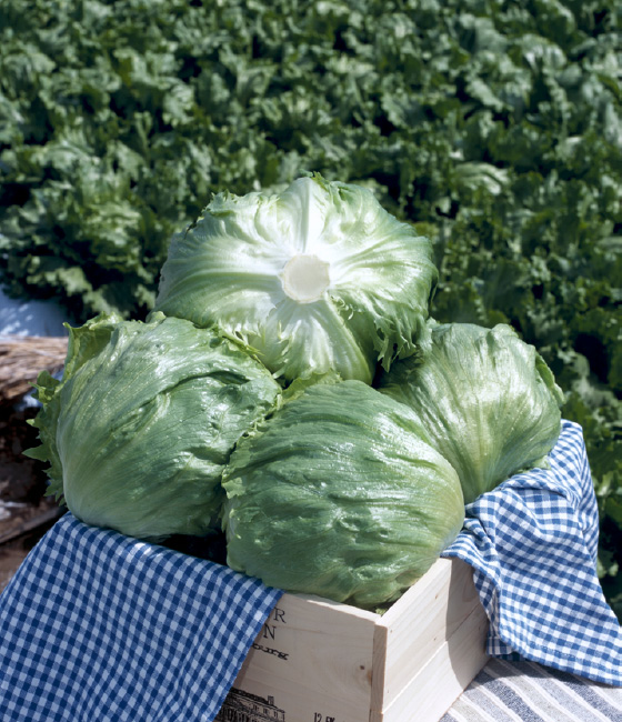 スターレイ レタス ｜ 品種カタログ ｜ タキイの野菜【タキイ種苗】