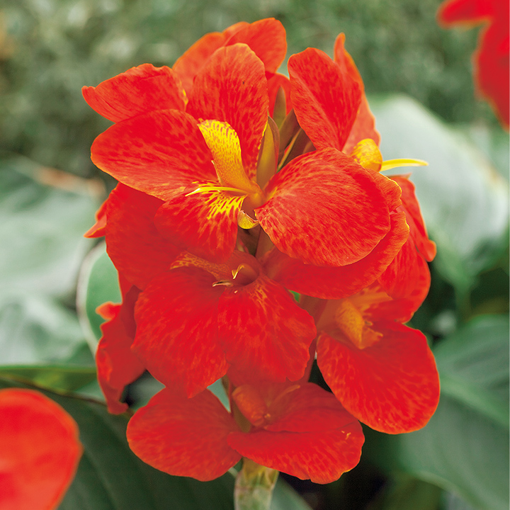 カンナ ｜ 品種カタログ ｜ 調べる ｜ タキイ種苗株式会社