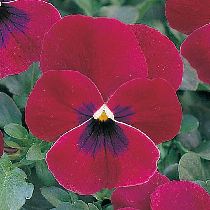 パンジー ｜ 品種カタログ ｜ 調べる ｜ タキイ種苗株式会社