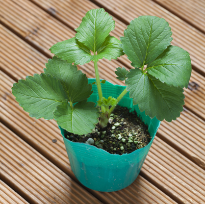 春におうちでイチゴ狩り～イチゴのプランター栽培にチャレンジしよう