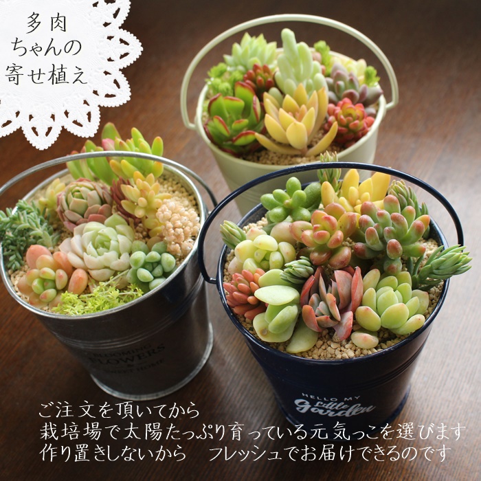 ブリキのバケツに多肉植物の寄せ植え通販,多肉ブリキ通販,多肉の寄せ