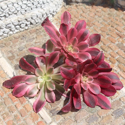 メデューサ,メデューサ販売,メデューサ通販,メデューサ通販,メデューサ