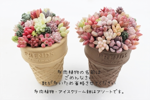 デコトハチョコレートアイスクリームン,おしゃれな多肉のプレゼント