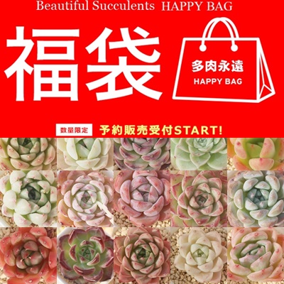 2025多肉永遠苗福袋販売,エケベリアの福袋販売,多肉永遠オリジナル苗の福袋