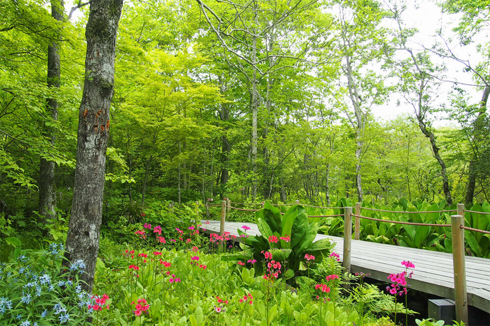 箱根湿生花園 - 小田原・箱根の人気観光地をご紹介！| 【公式】観光
