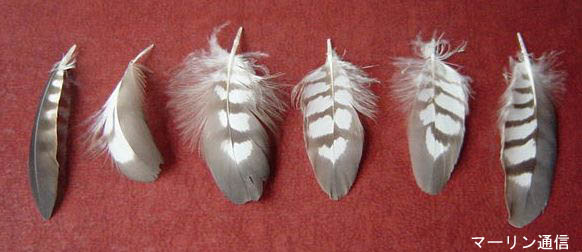 マーリン通信（タカ類・ハヤブサ類情報）