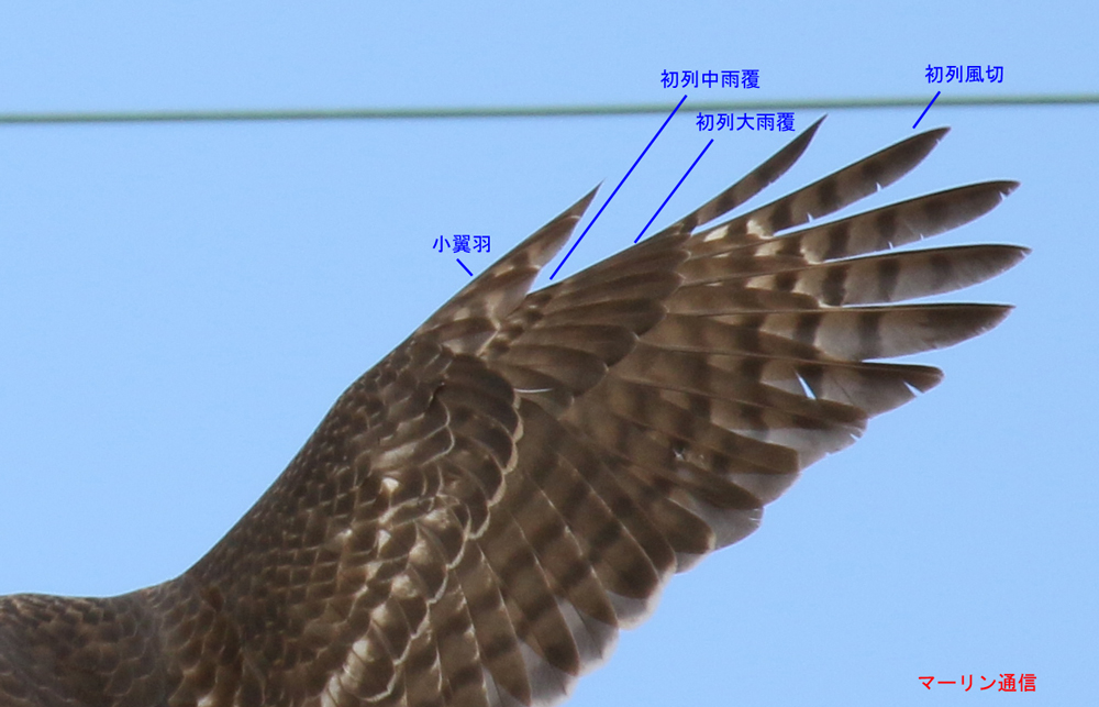 マーリン通信（タカ類・ハヤブサ類情報）