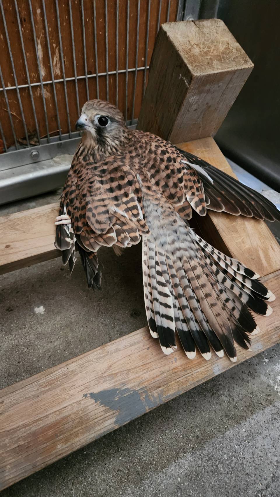 またまた新しい仲間が加わりました！ | 地方独立行政法人天王寺動物園