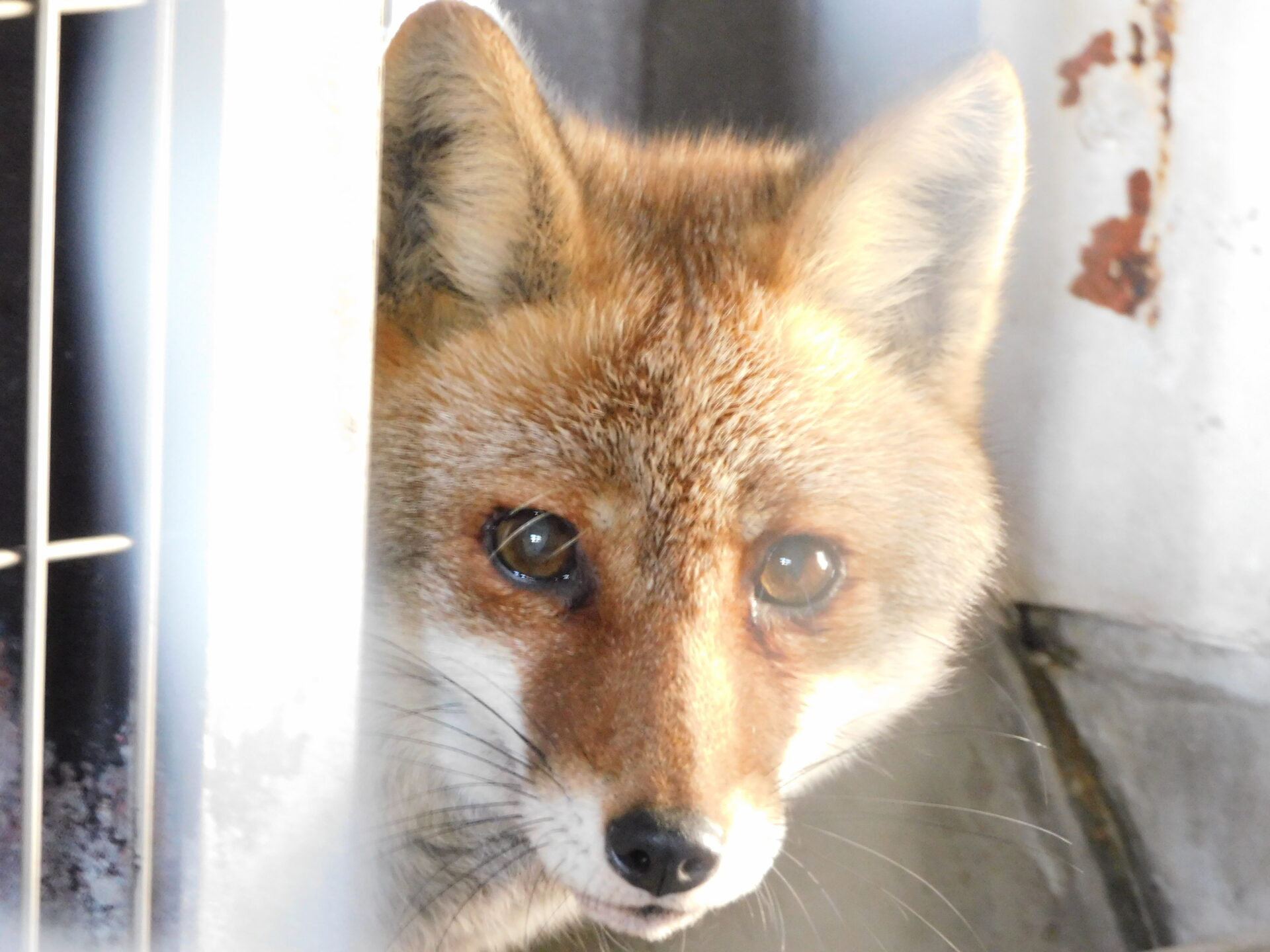 新しい仲間が加わりました！ | 地方独立行政法人天王寺動物園