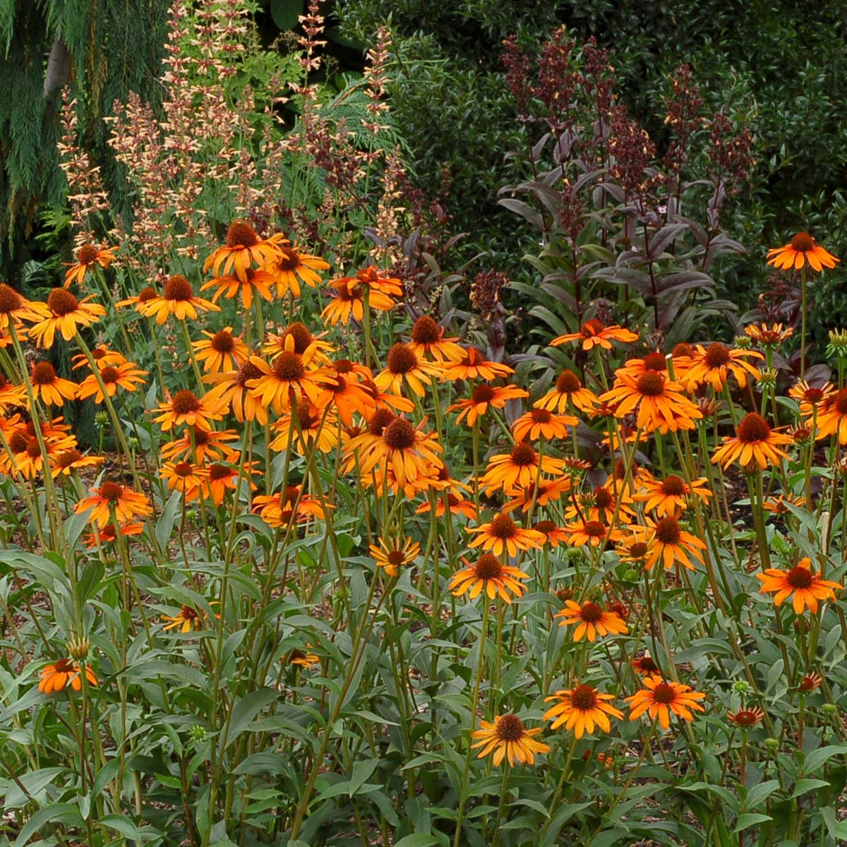 Echinacea 'Tiki Torch' | TERRA NOVA® Nurseries, Inc.