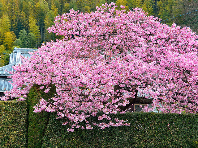 Botanist23冬景色を彩る早春の桜、河津桜を育て愛でる人々 - NOEVIR