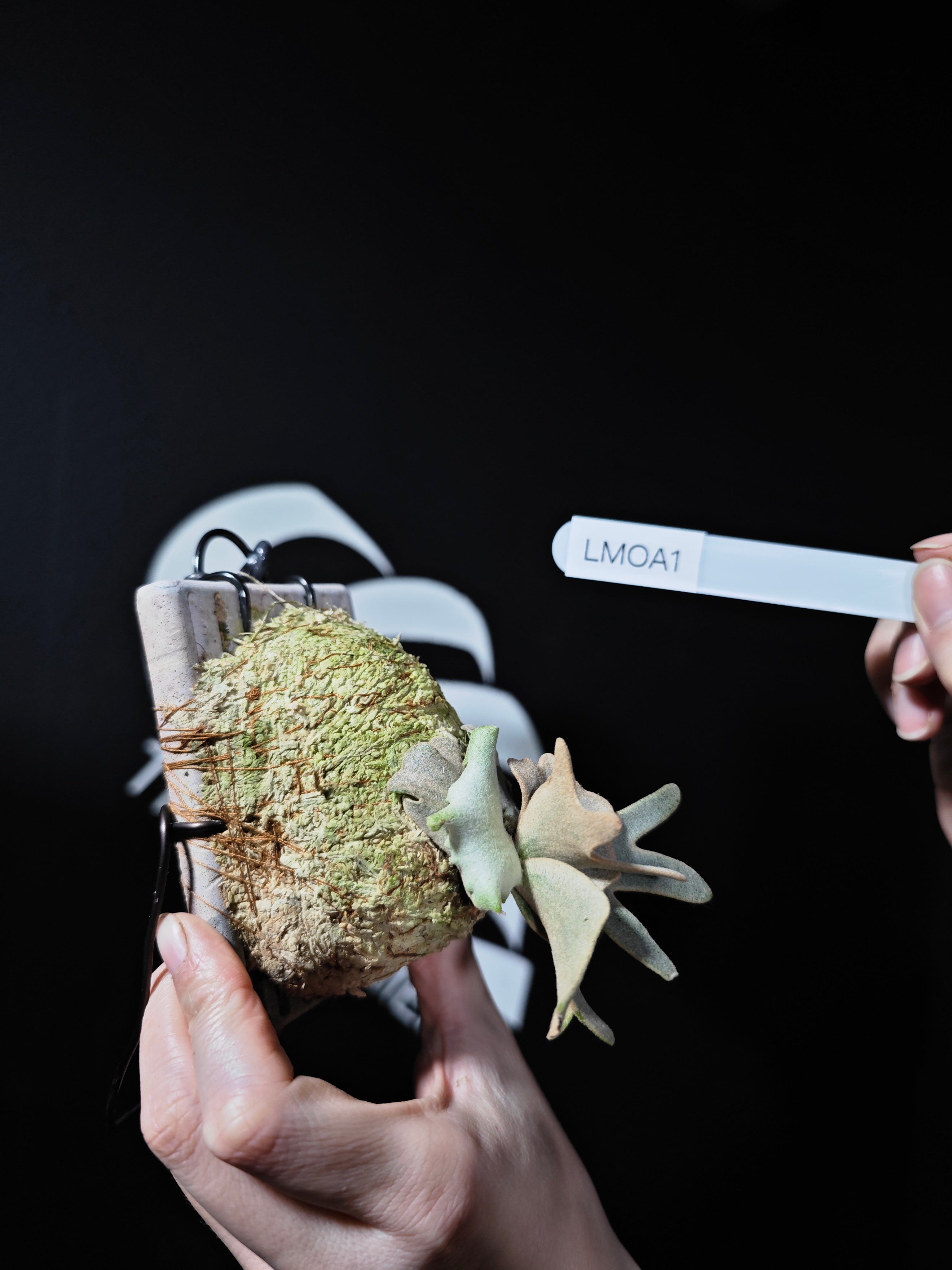 Platycerium Willinckii Sporeling 