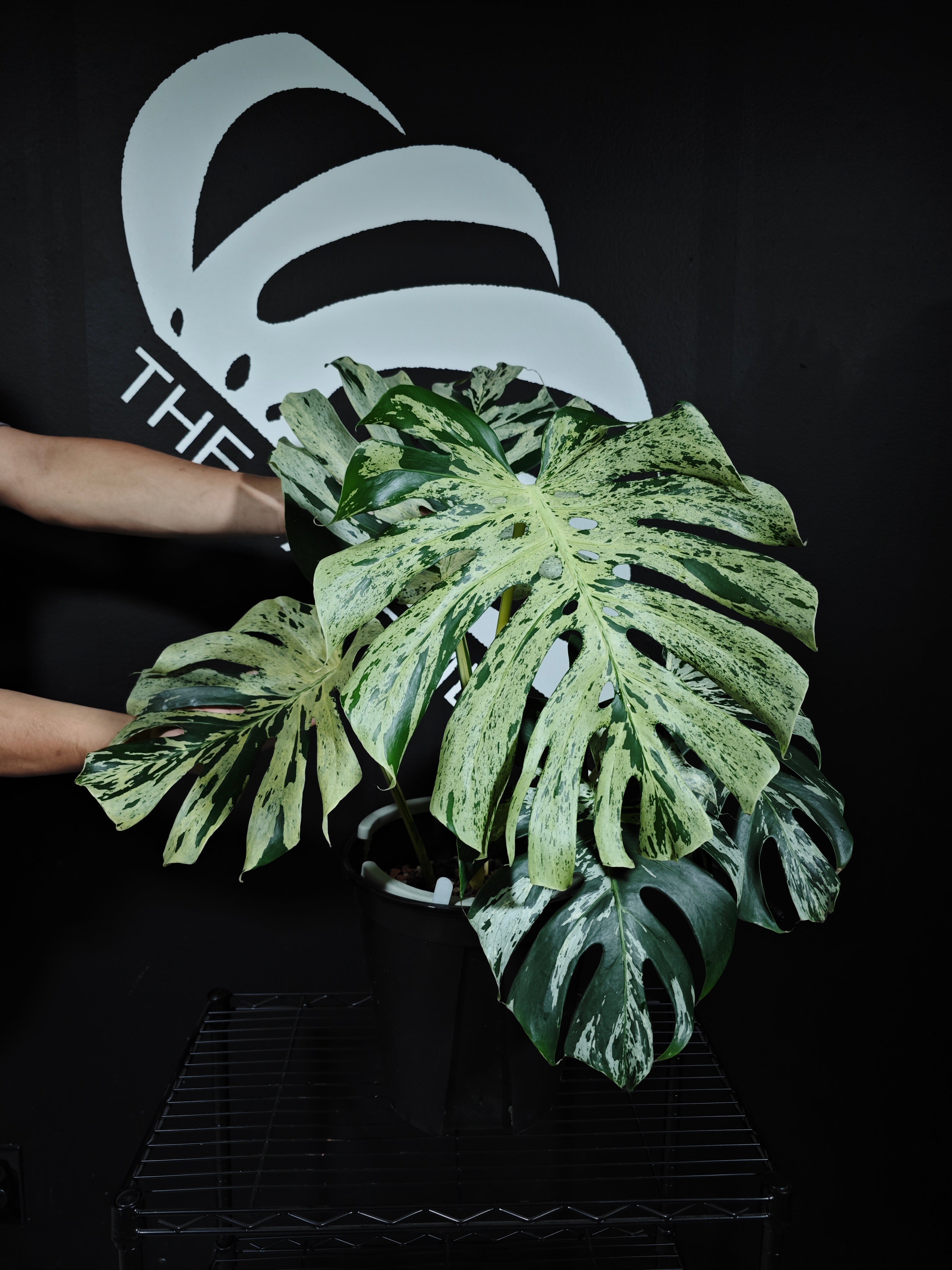 Monstera Deliciosa Bulbasaur - thebasements.com