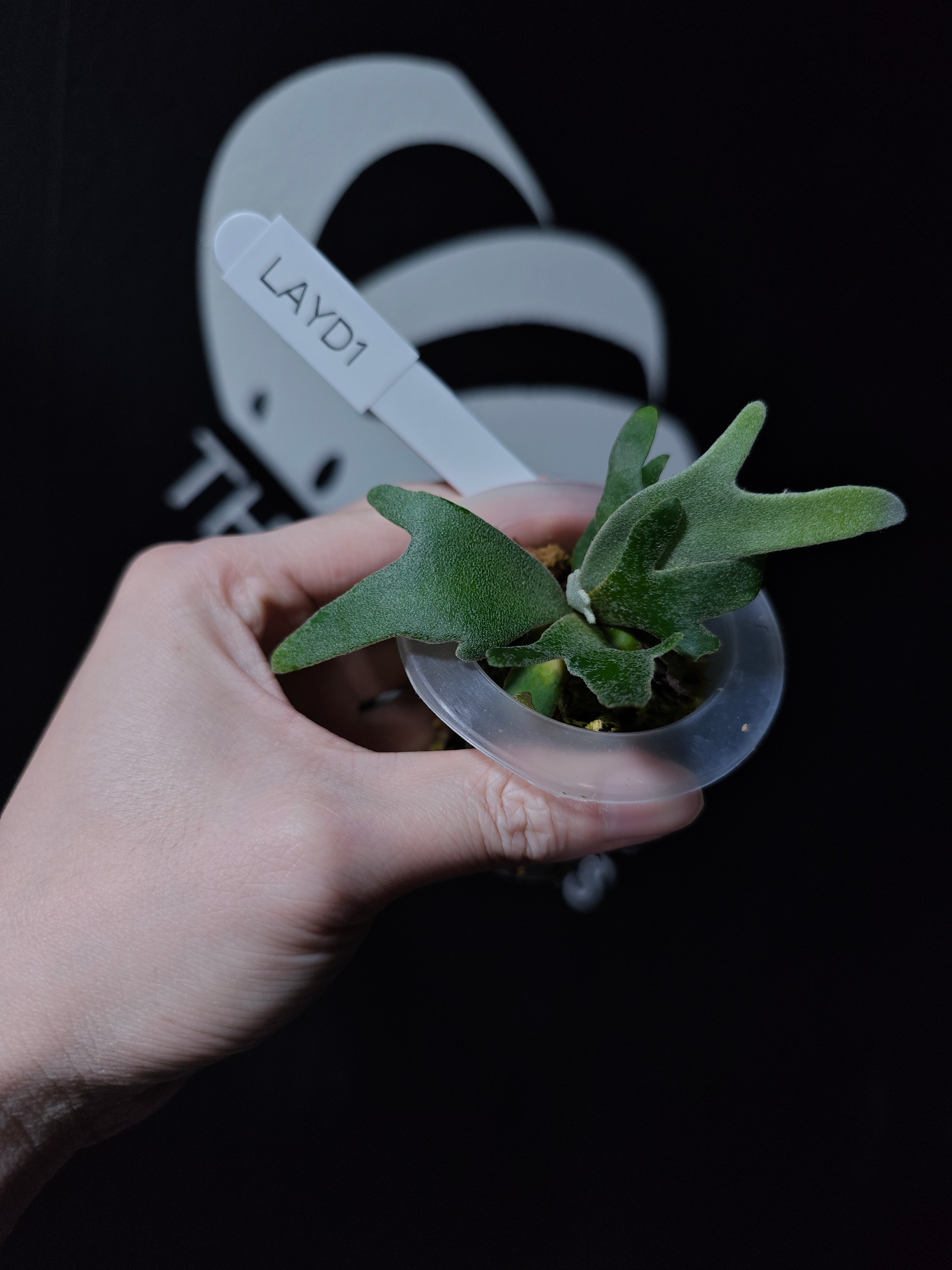 Platycerium Willinckii Aysun 月神 Sporeling - thebasements.com