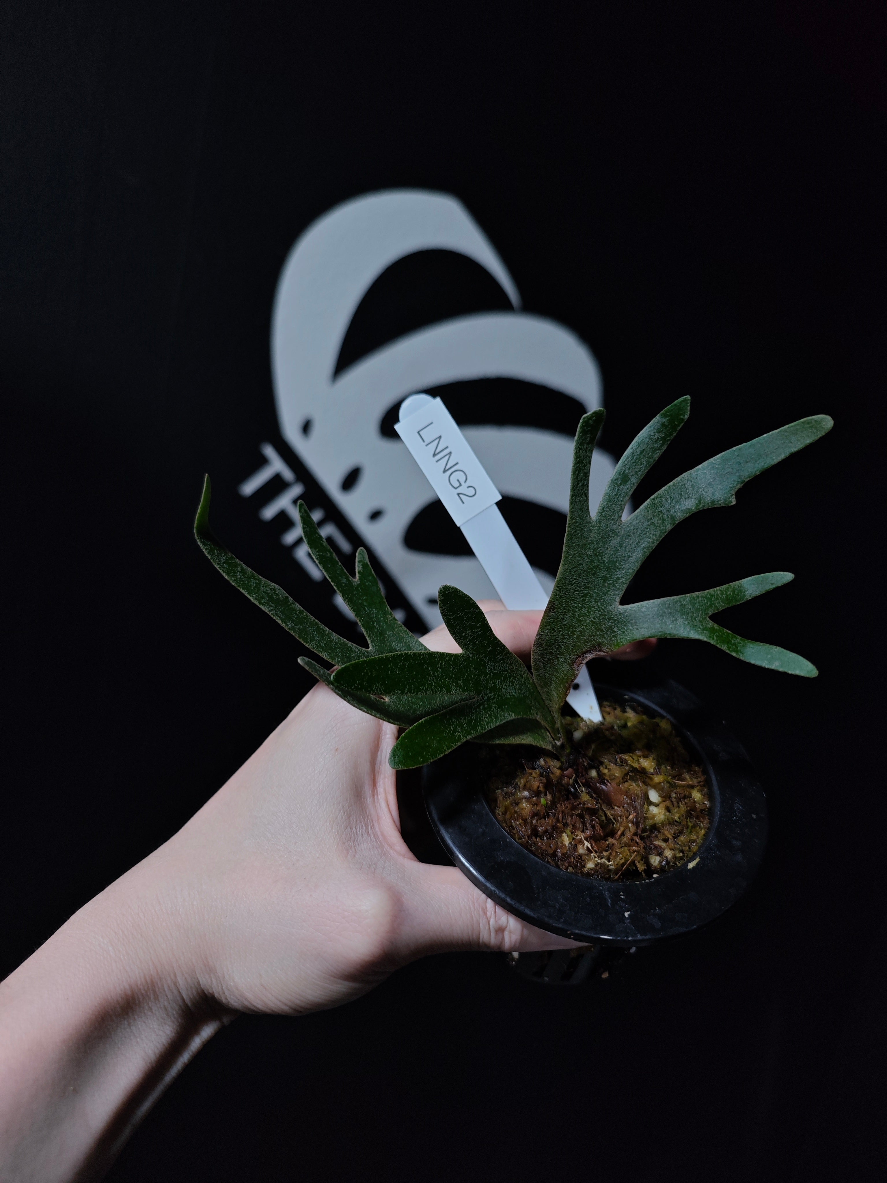 Platycerium Willinckii Dwarf “Nano” Sporeling - thebasements.com