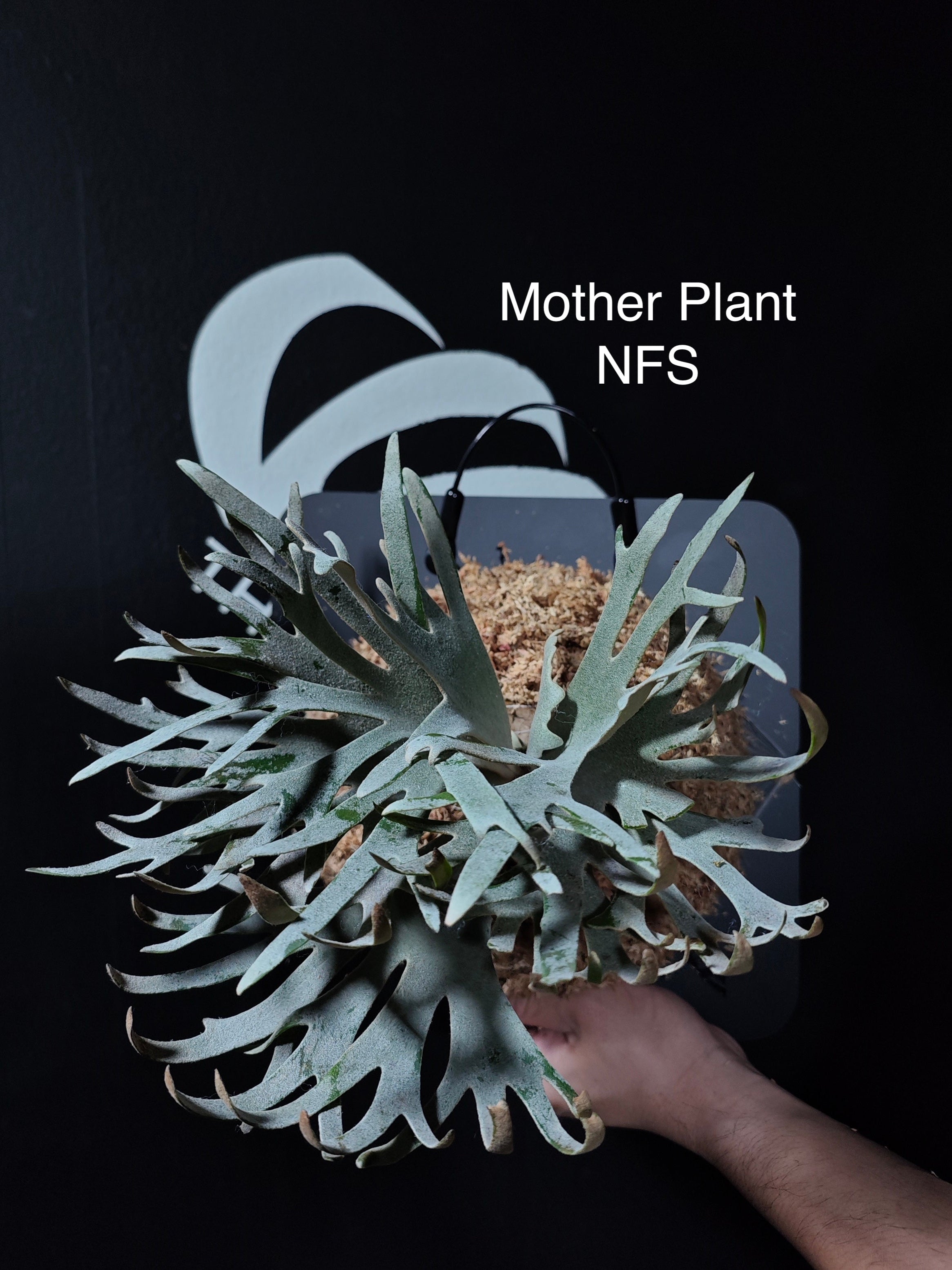 Platycerium Willinckii Dwarf “Jade Gril” Sporeling - thebasements.com