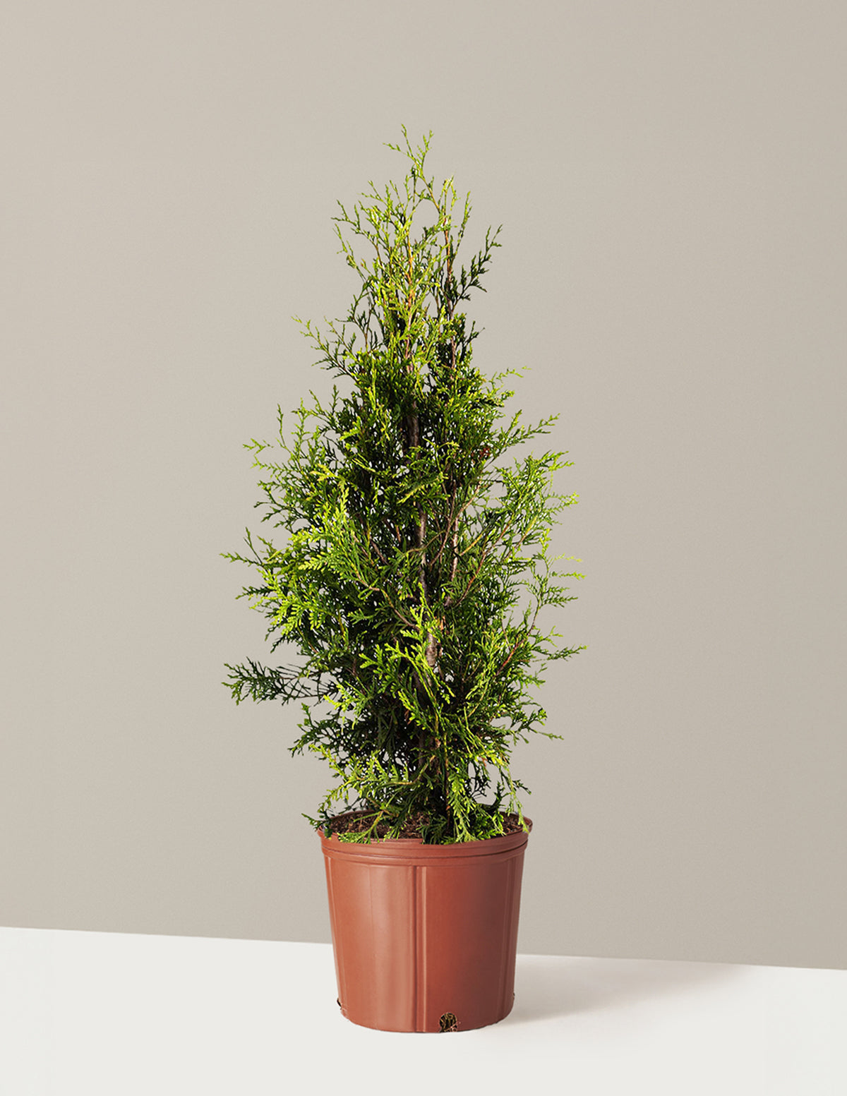 Thuja Green Giant for Sale: Transform Your Landscape with this