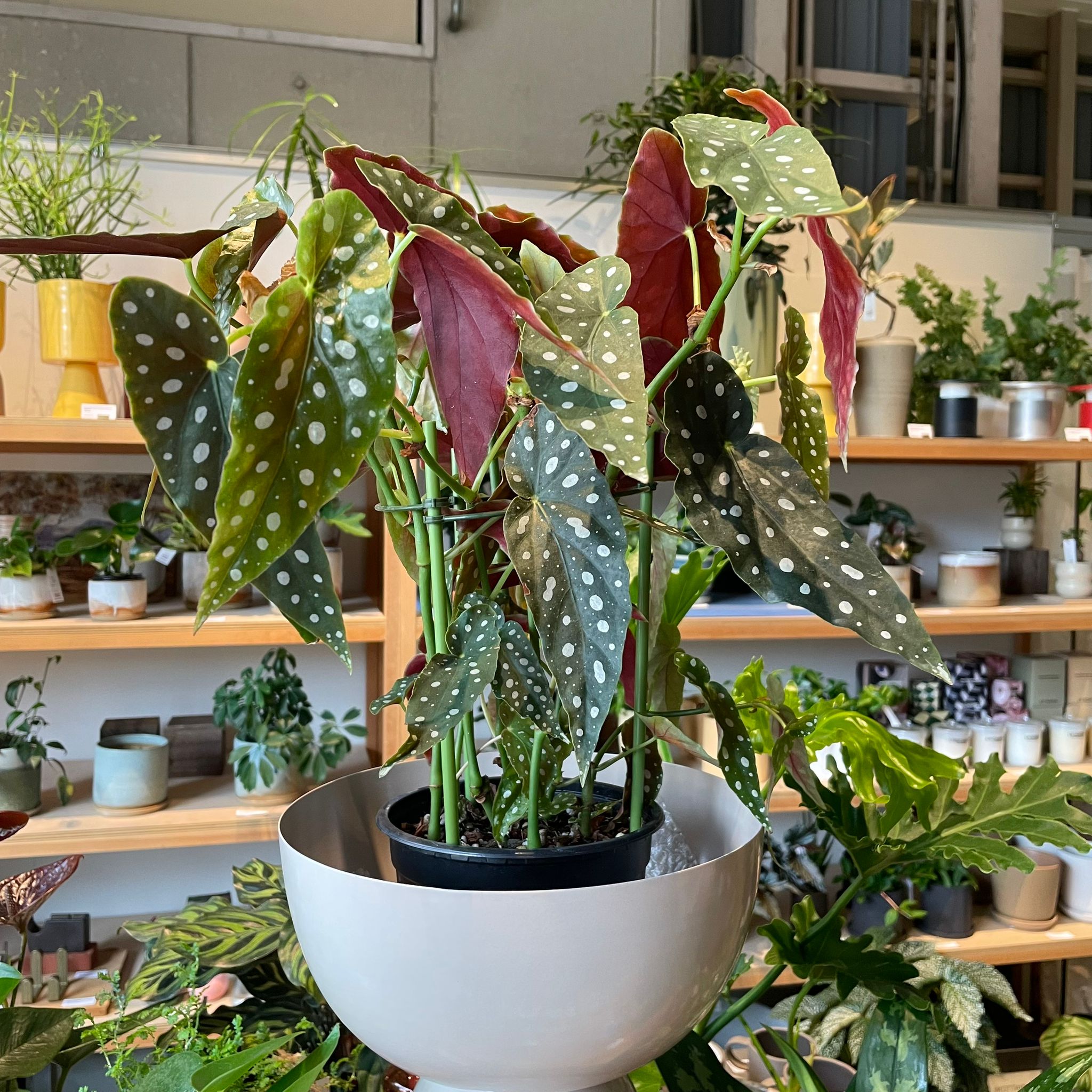 ベゴニア マクラータ I インドアプランツ I プラントソサエティ