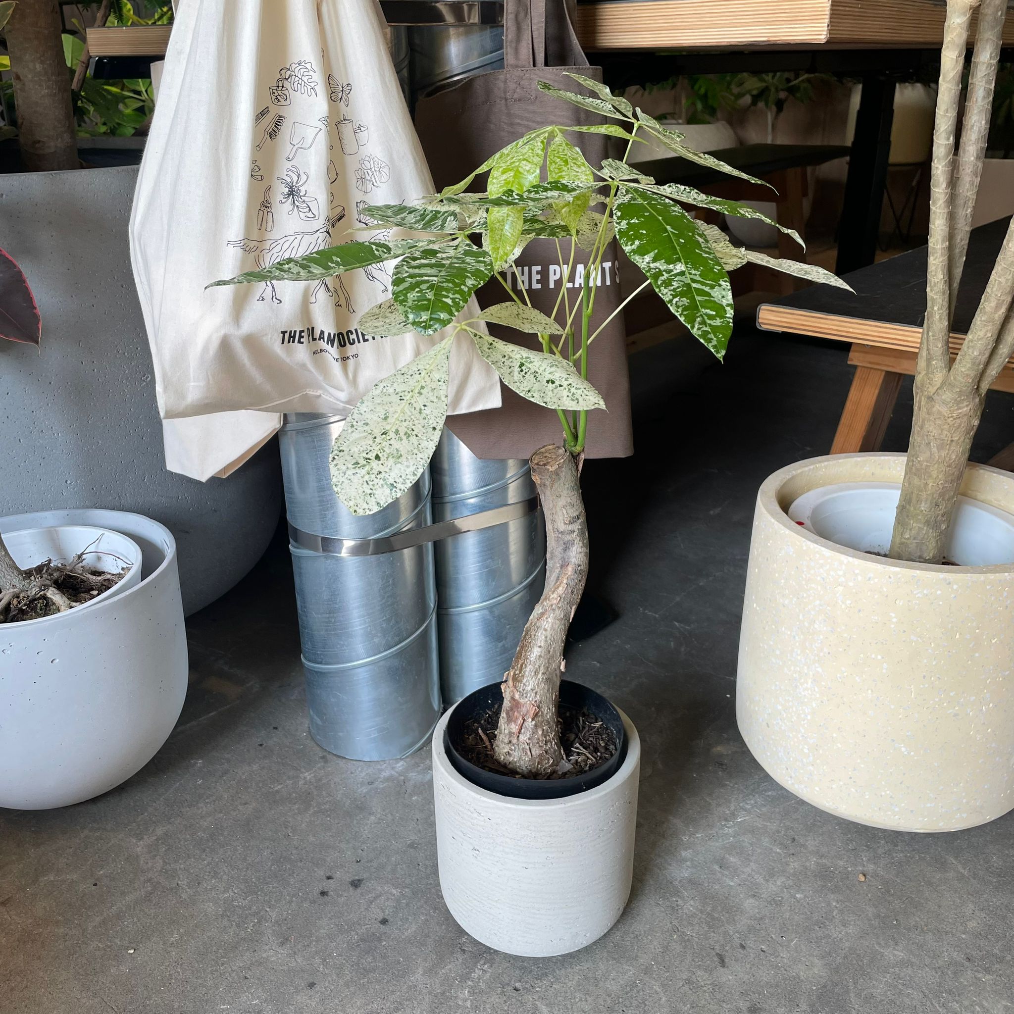 パキラ ミルキーウェイ I インドアプランツ I プラントソサエティ