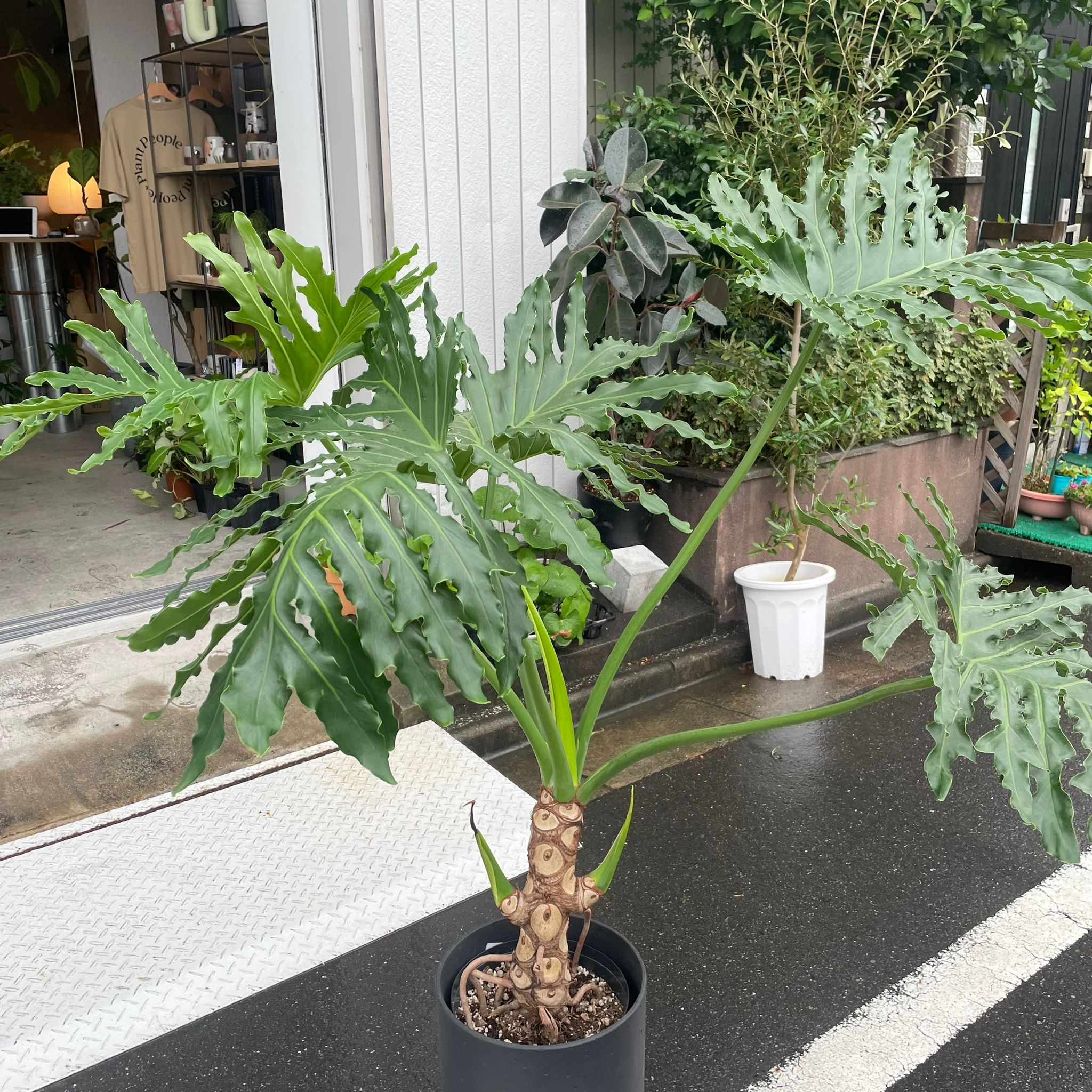 Philodendron 'Selloum' フィロデンドロン セローム – THE PLANT